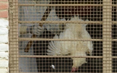 Thêm một ca tử vong vì nhiễm virus cúm gia cầm